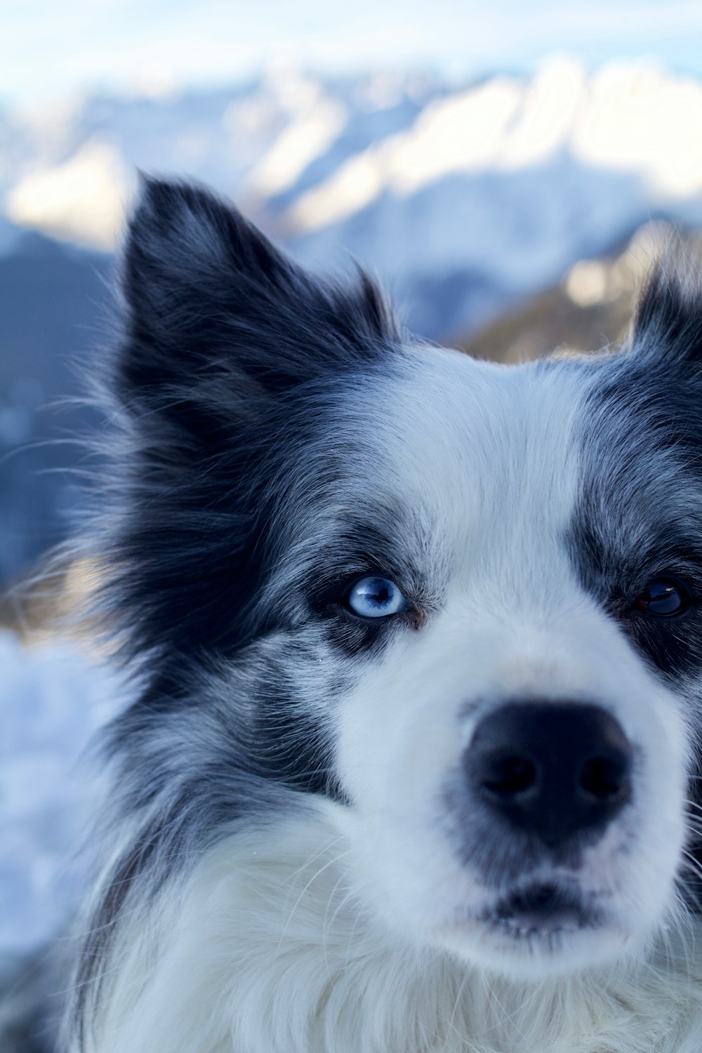 white and black dog