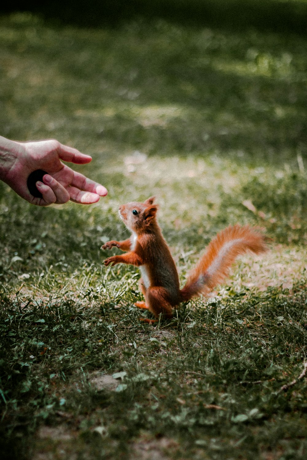 person about to get red squirrel from green field