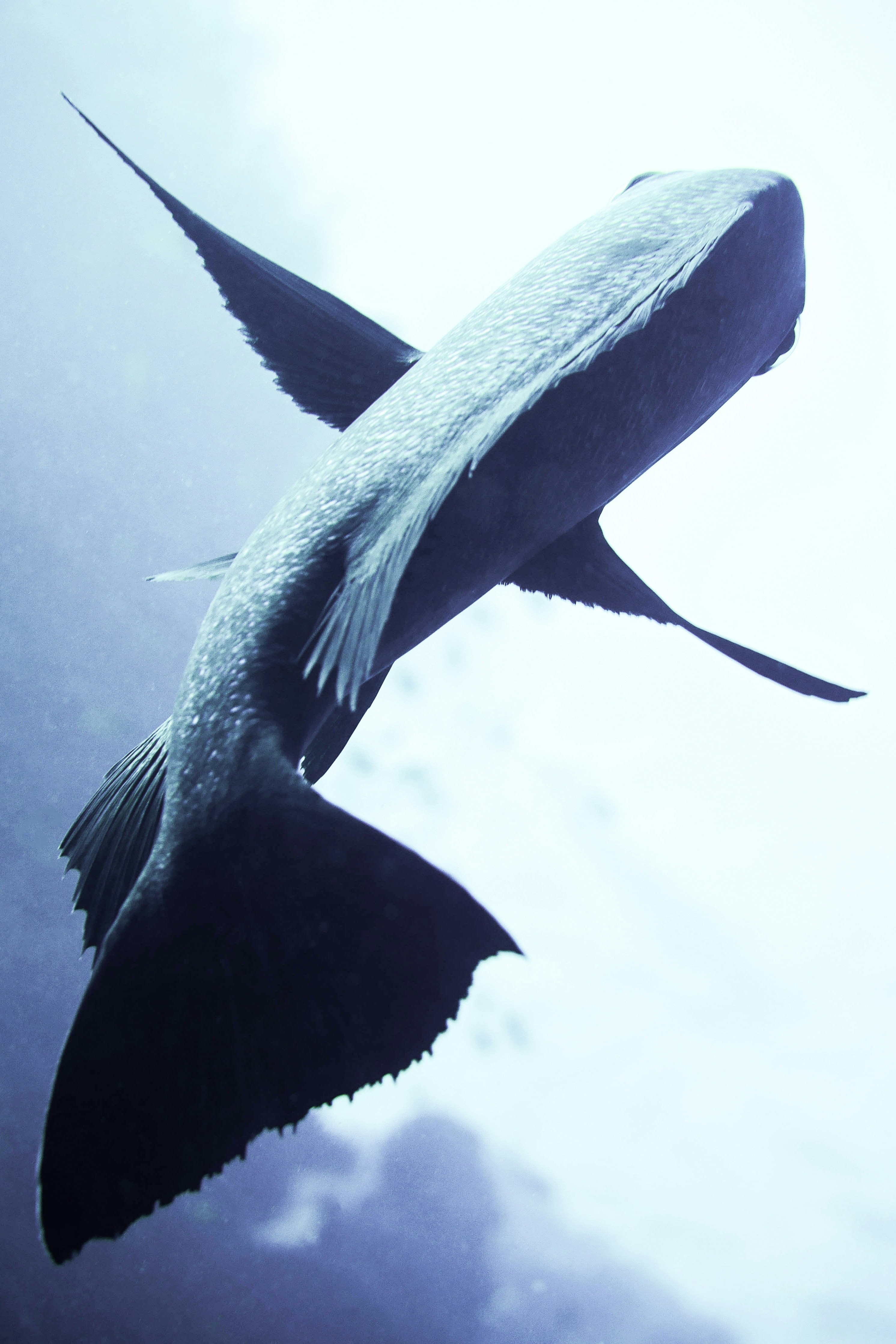 Baleiné définition de « baleiné » Dictionnaire La langue française