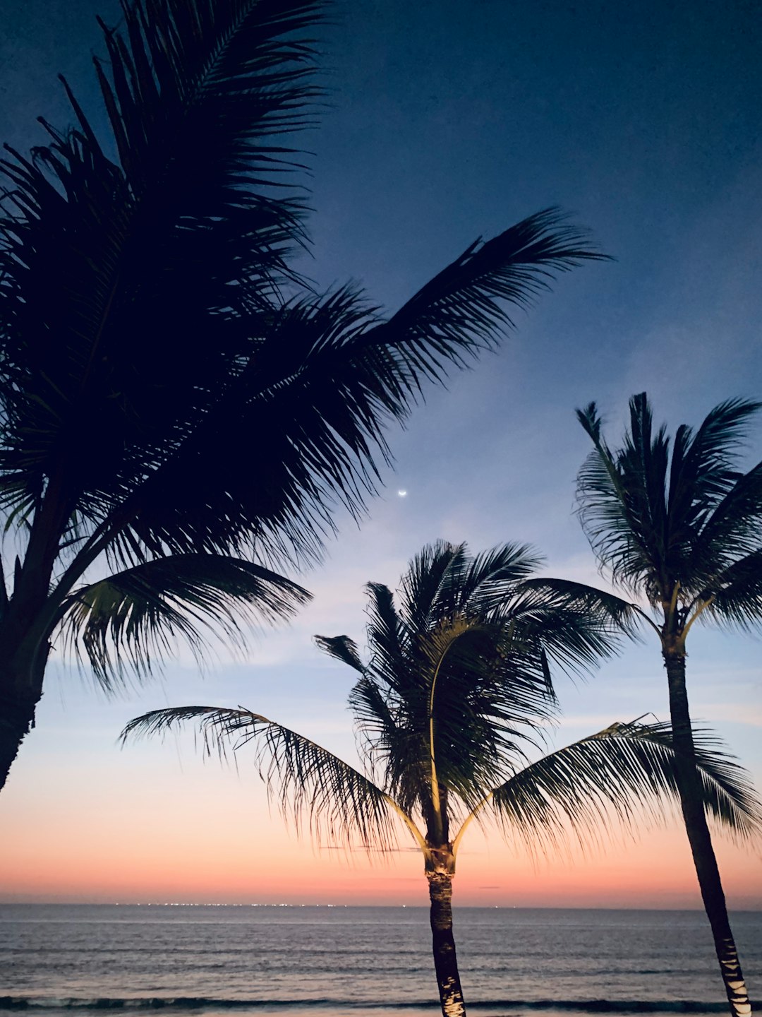 coconut trees photograph