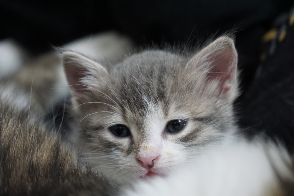 brown tabby and white kitten