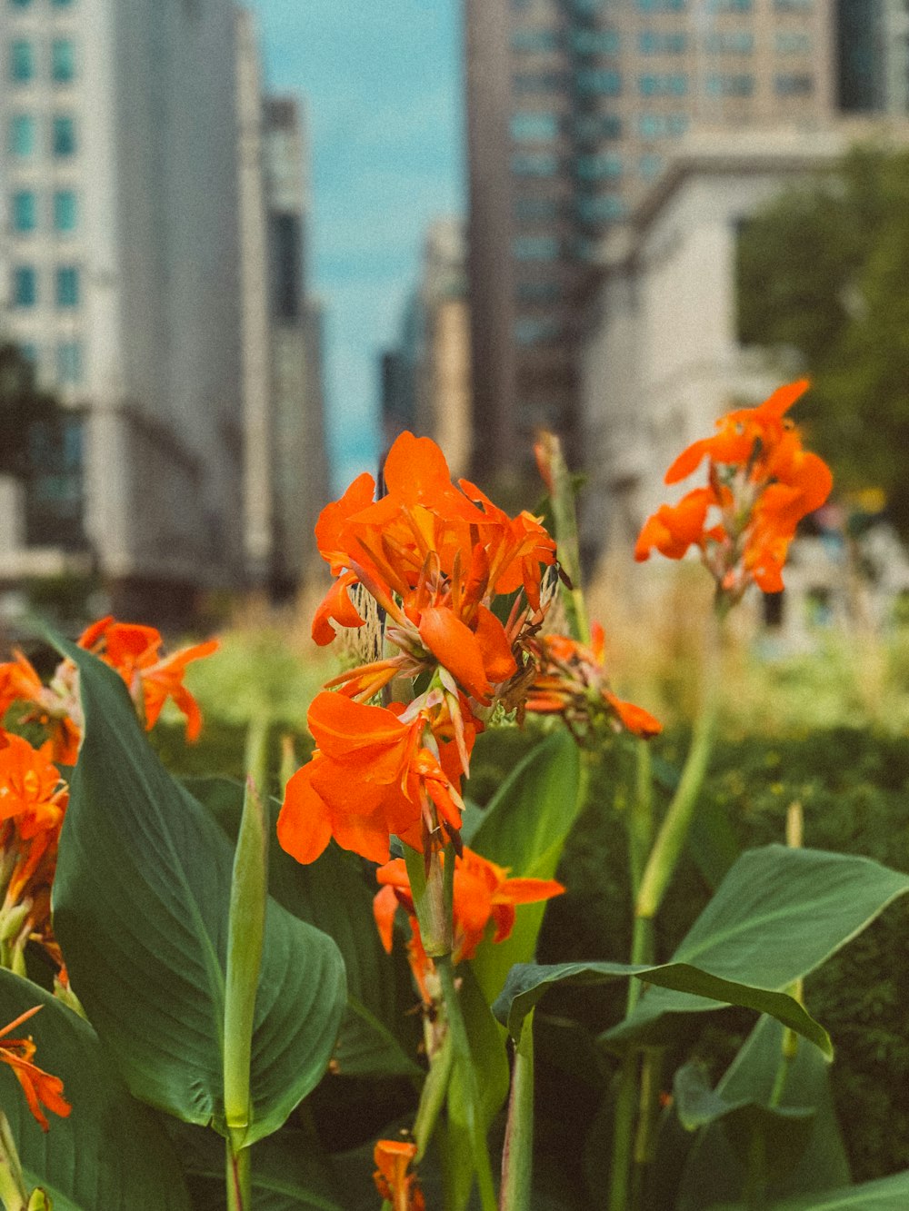 orange-petaled flowers