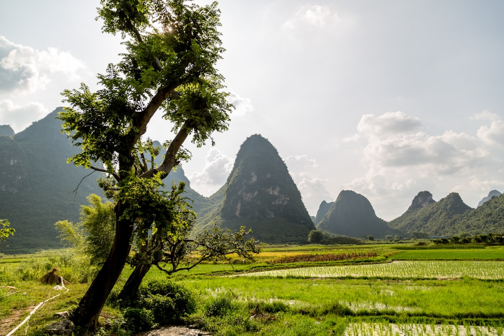 green trees near mountains under cloudy sky