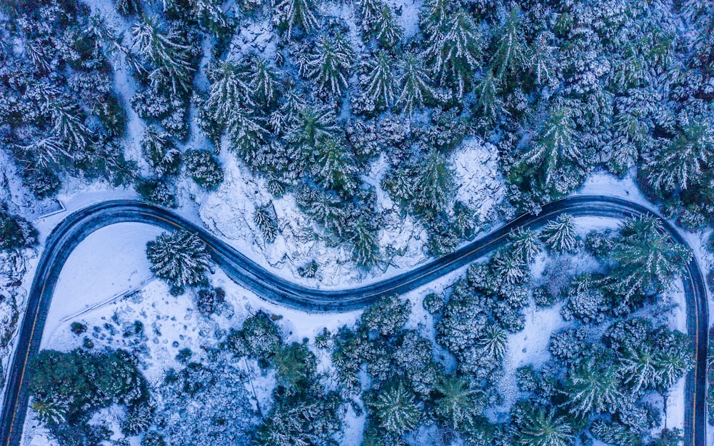 road in snow forest