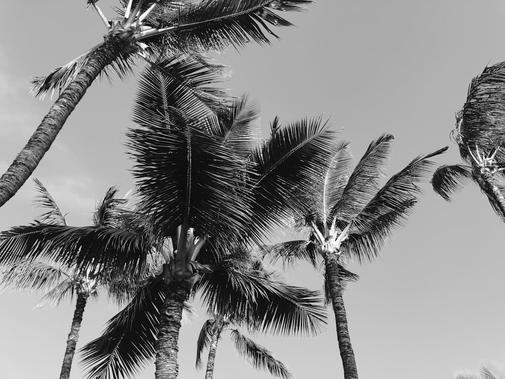 grayscale photography of palm trees