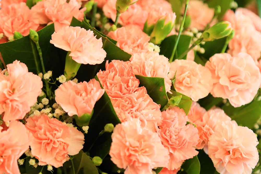 pink flowers in bloom