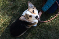 A smiling dog sitter gently holding a leash while a happy border collie waits patiently nearby.