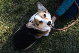A smiling dog sitter gently holding a leash while a happy border collie waits patiently nearby.