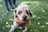 A small dog with curly fur and a distinctive white tuft on its head is looking directly at the camera. The dog is wearing an orange collar. The background features a grassy area with blurred legs of people standing.