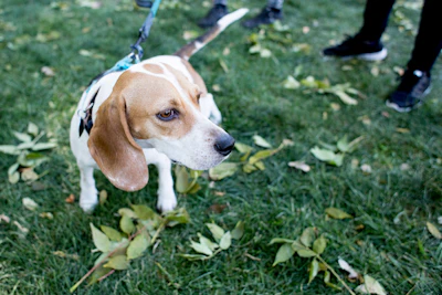 white and brown dog