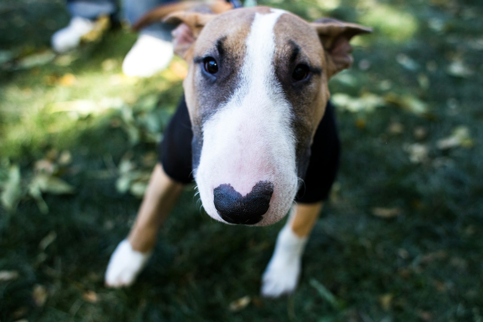 Homemade Treats Your Bull Terrier Will Beg For