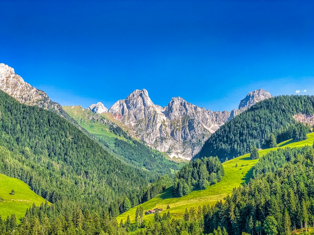 forest and glacier mountains during day