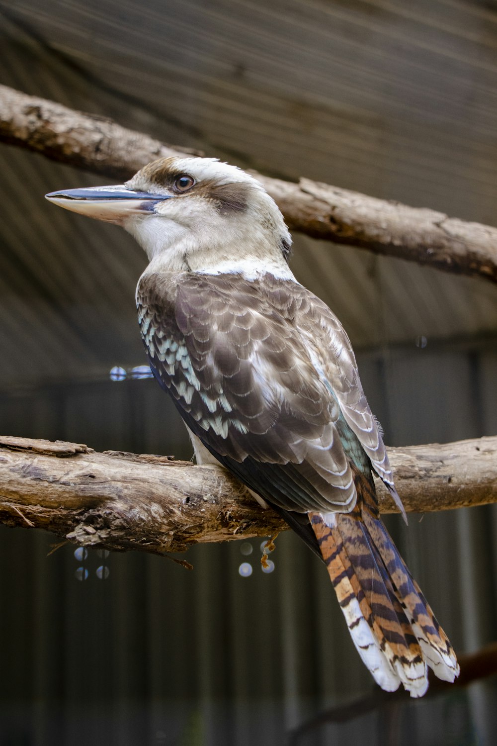 brown and white kingfisher bird perching on tree branch