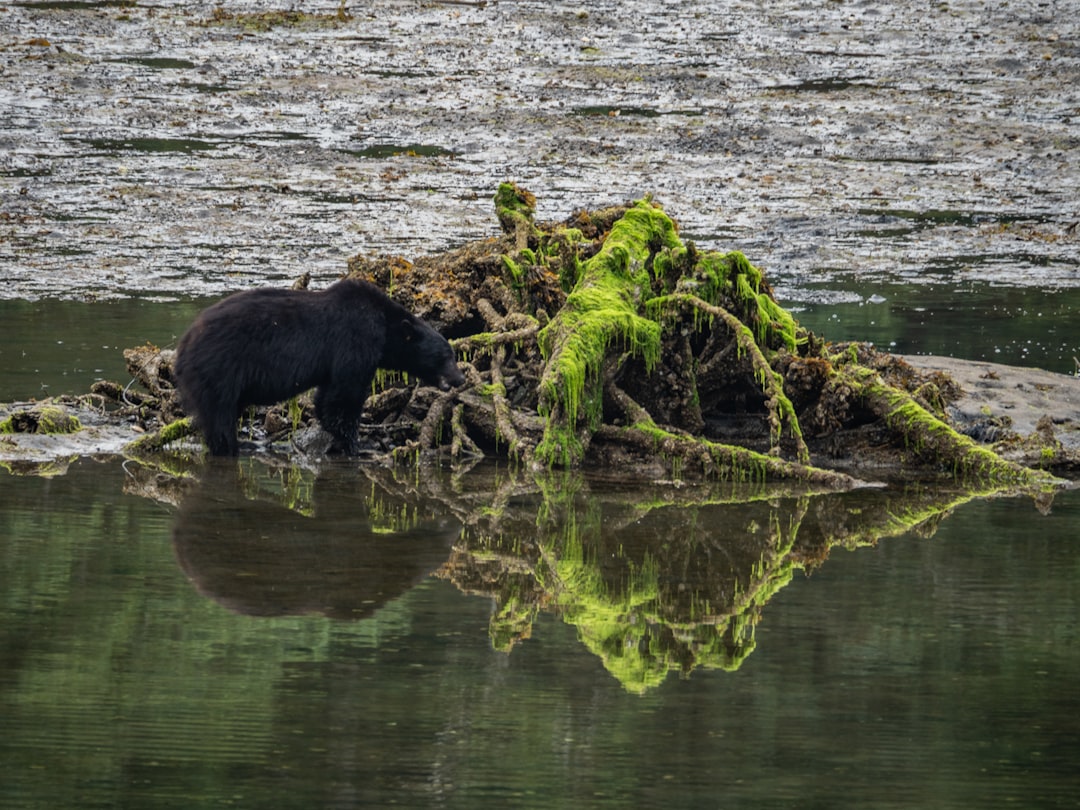 black bear on isle during day
