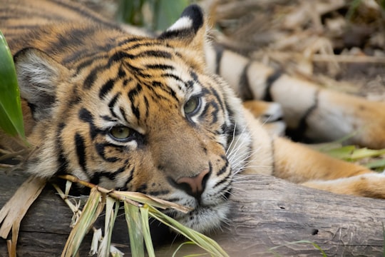 orange tiger in Taronga Zoo Australia