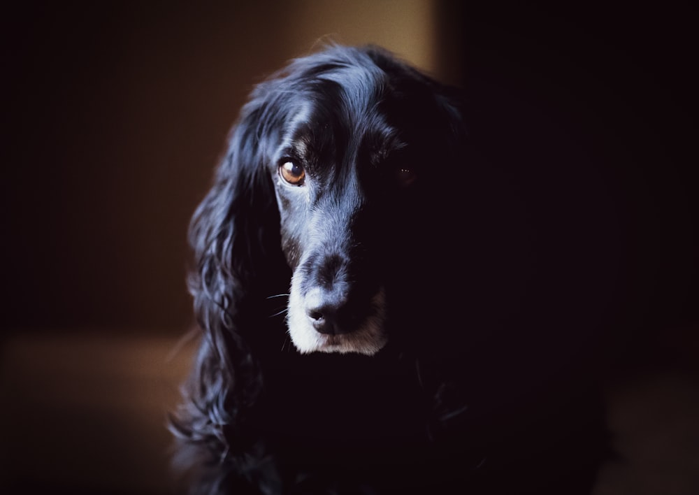 ロングコートの黒い犬の浅い焦点の写真