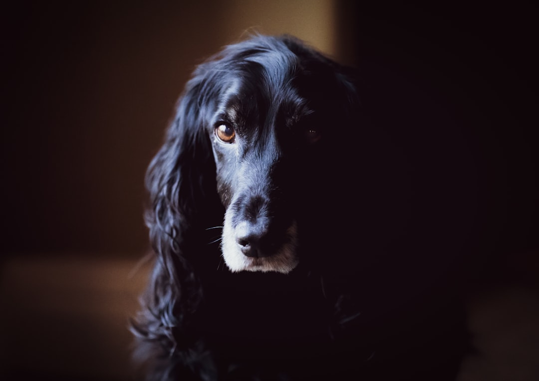 Old Man (English Cocker Spaniel)