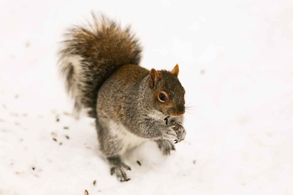 brown squirrel standing on snow