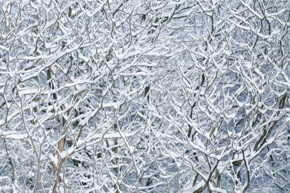 snow covered bare trees during day