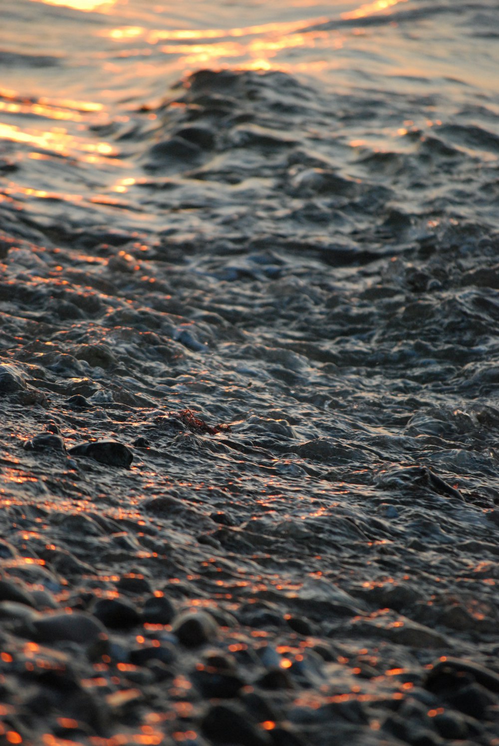 a close up of a bird standing in the water