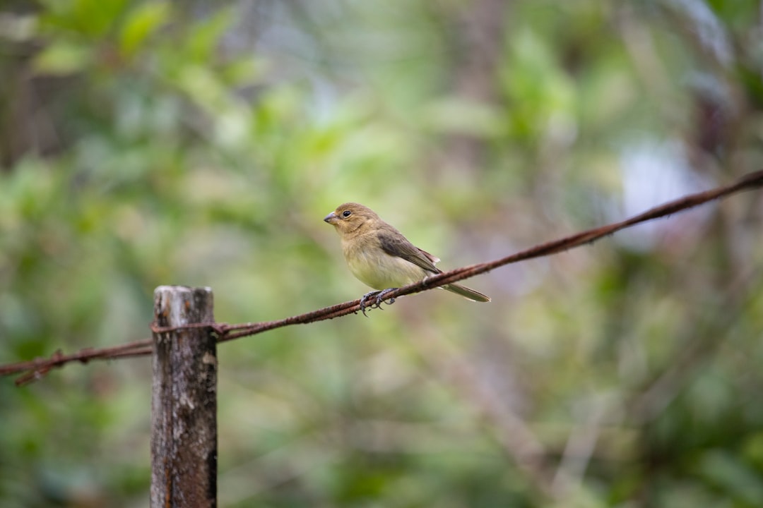 Wildlife photo spot Peruíbe São Paulo