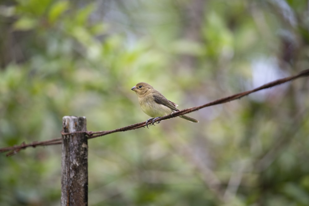 brown bird perched on barbwire