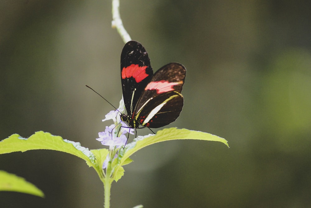 selective focus photography of black and red butterfly on white-petaled flowers during daytime