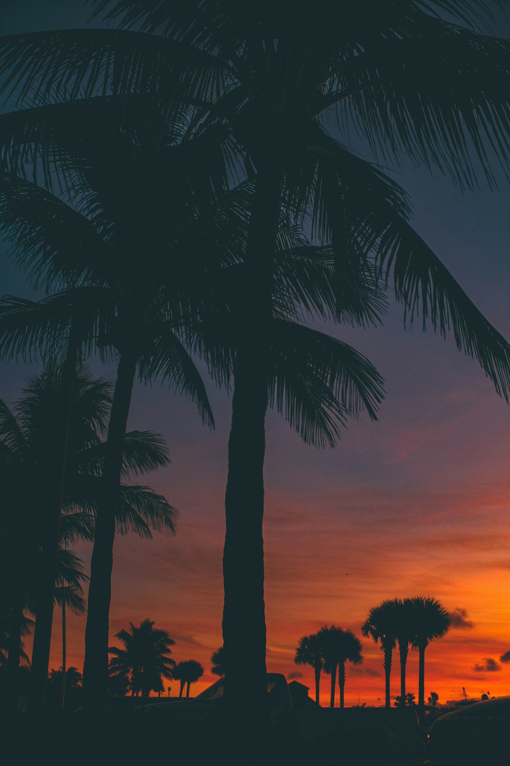 silhouette photography of palm trees