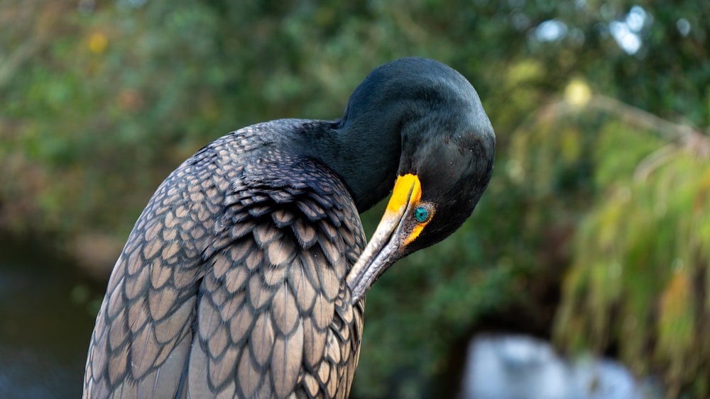 black long-neck bird