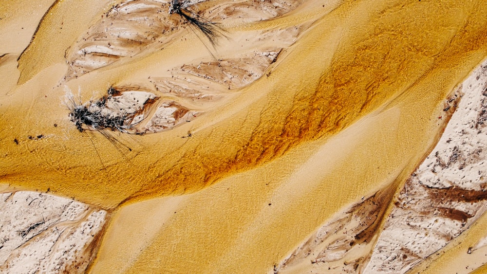 a picture of some sand and some plants