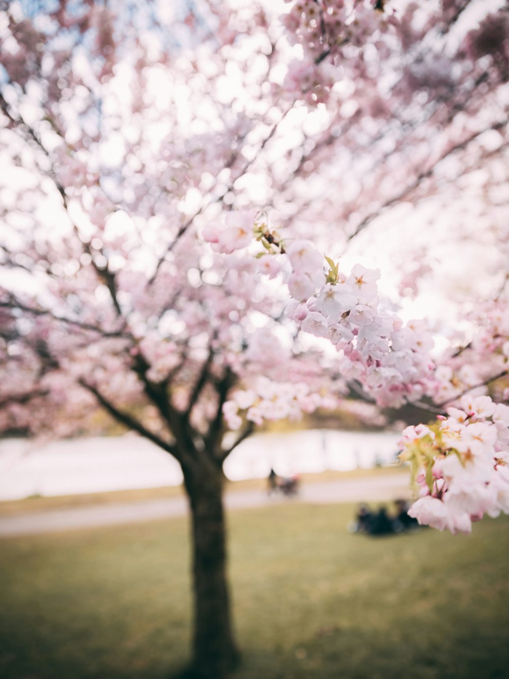 shallow focus of purple tree