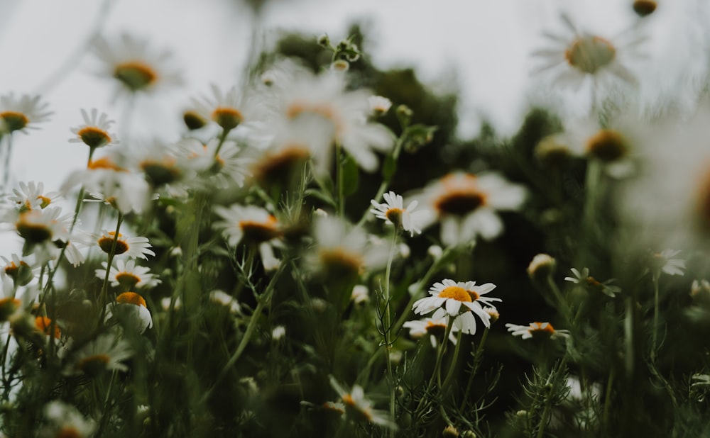 a field full of white and yellow flowers