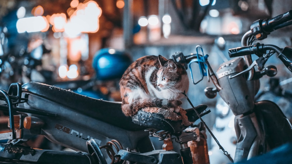 Foto mit flachem Fokus der weiß-orangefarbenen Katze