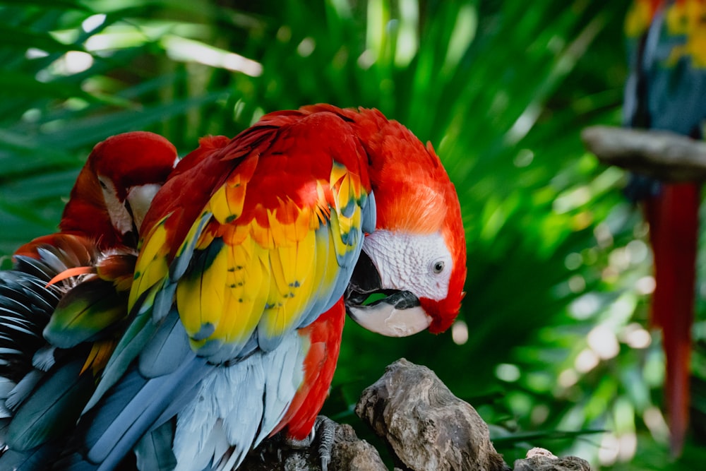 parrots on rock near green leaves