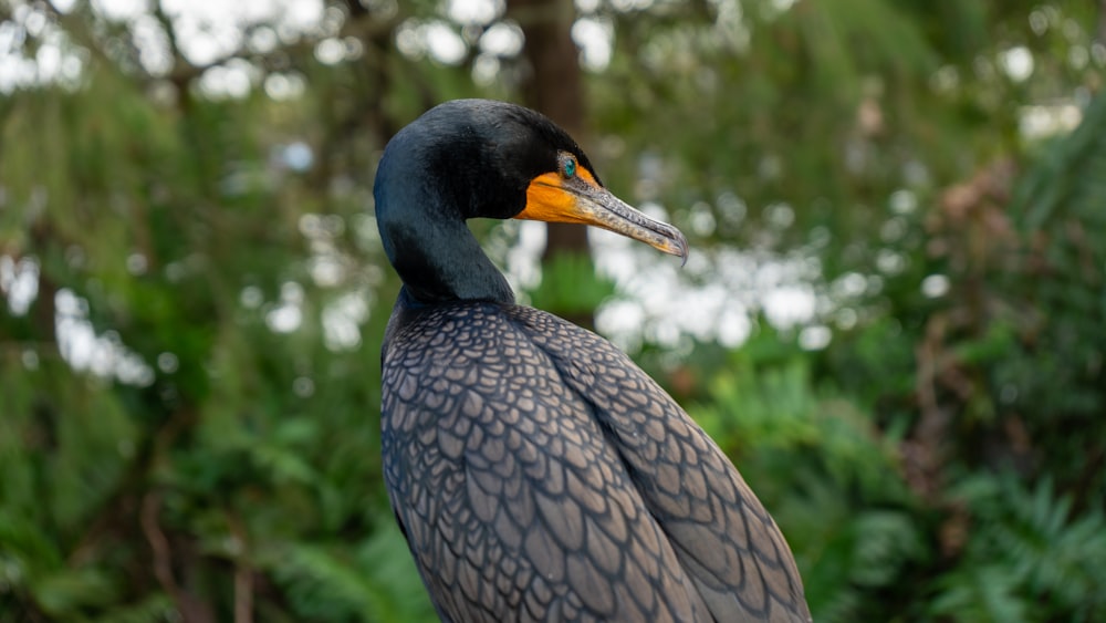 close up photography of grey and black bird