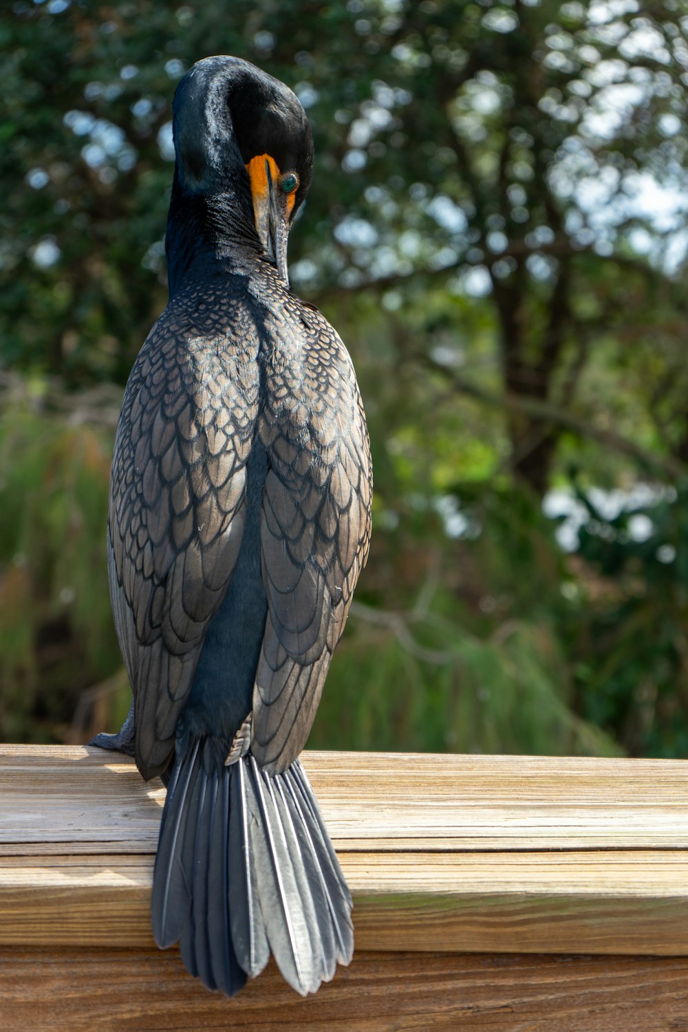 grey and black bird