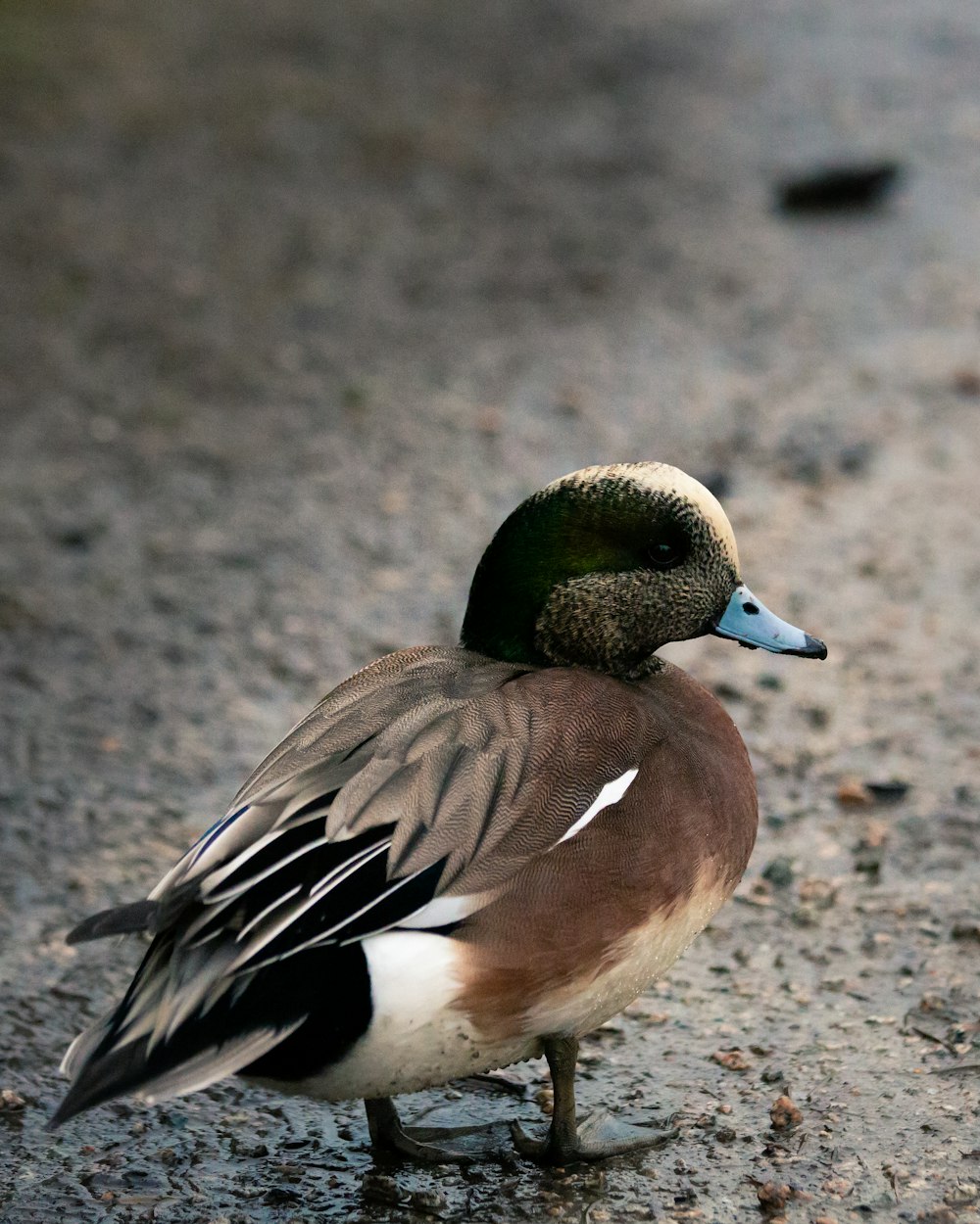 close up photography of brown duck