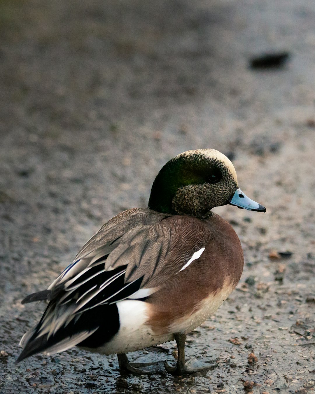 Wildlife photo spot Ladner Salt Spring Island