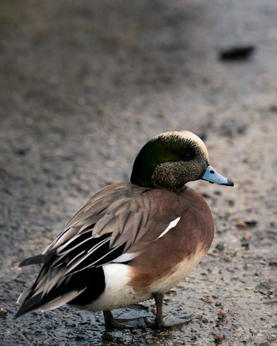 close up photography of brown duck in Ladner Canada