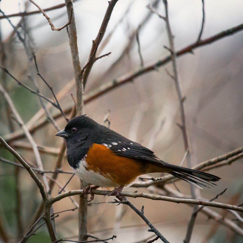 close up photography of black and brown bird on bare tree