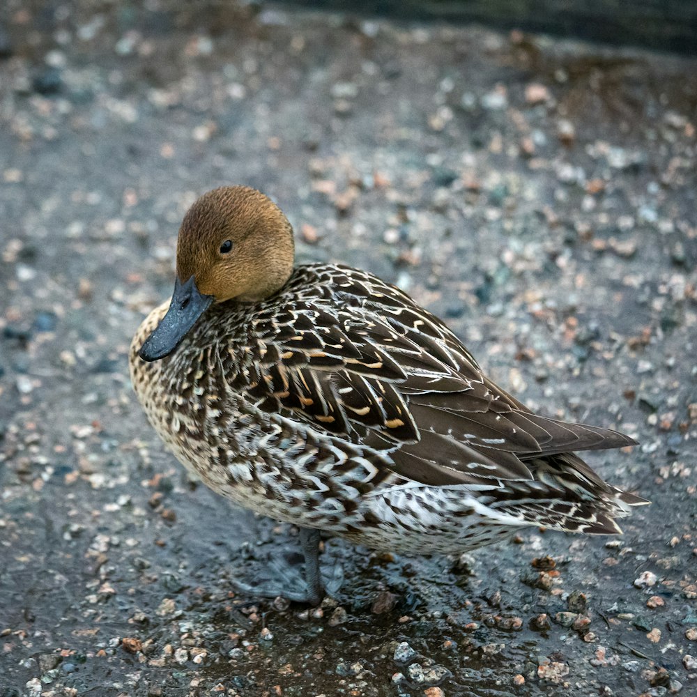 shallow focus photo of brown duck