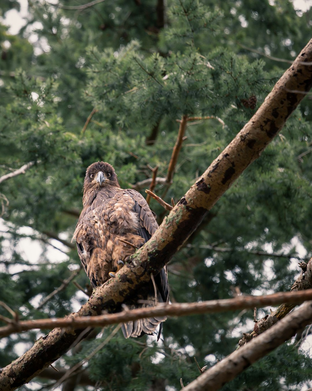 Wildlife photo spot Ladner Sechelt