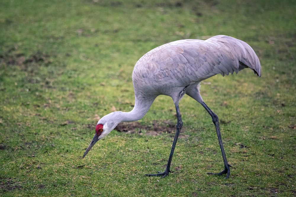 close up photography of white bird on green grass\