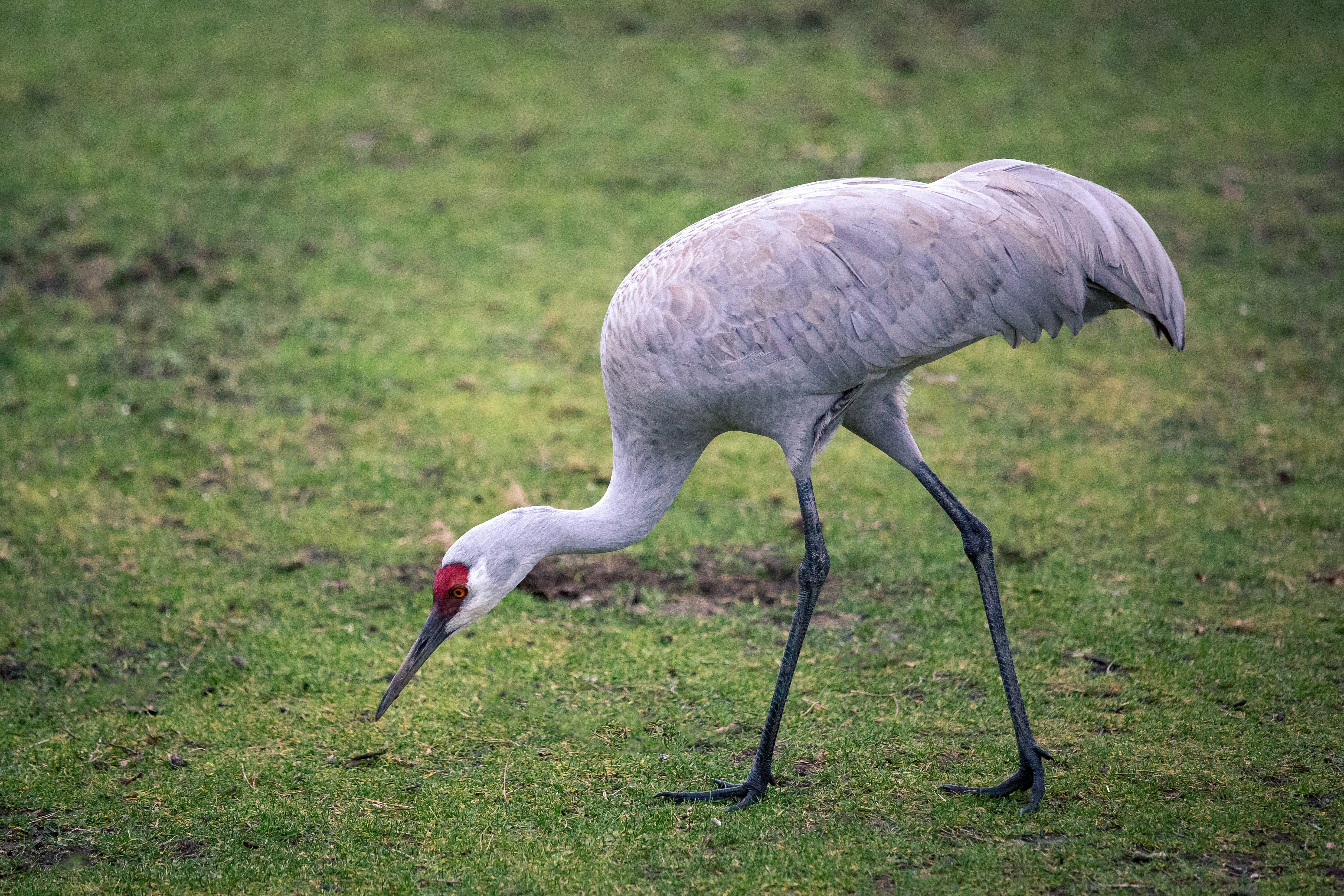 A Sandhill Crane on some grass.