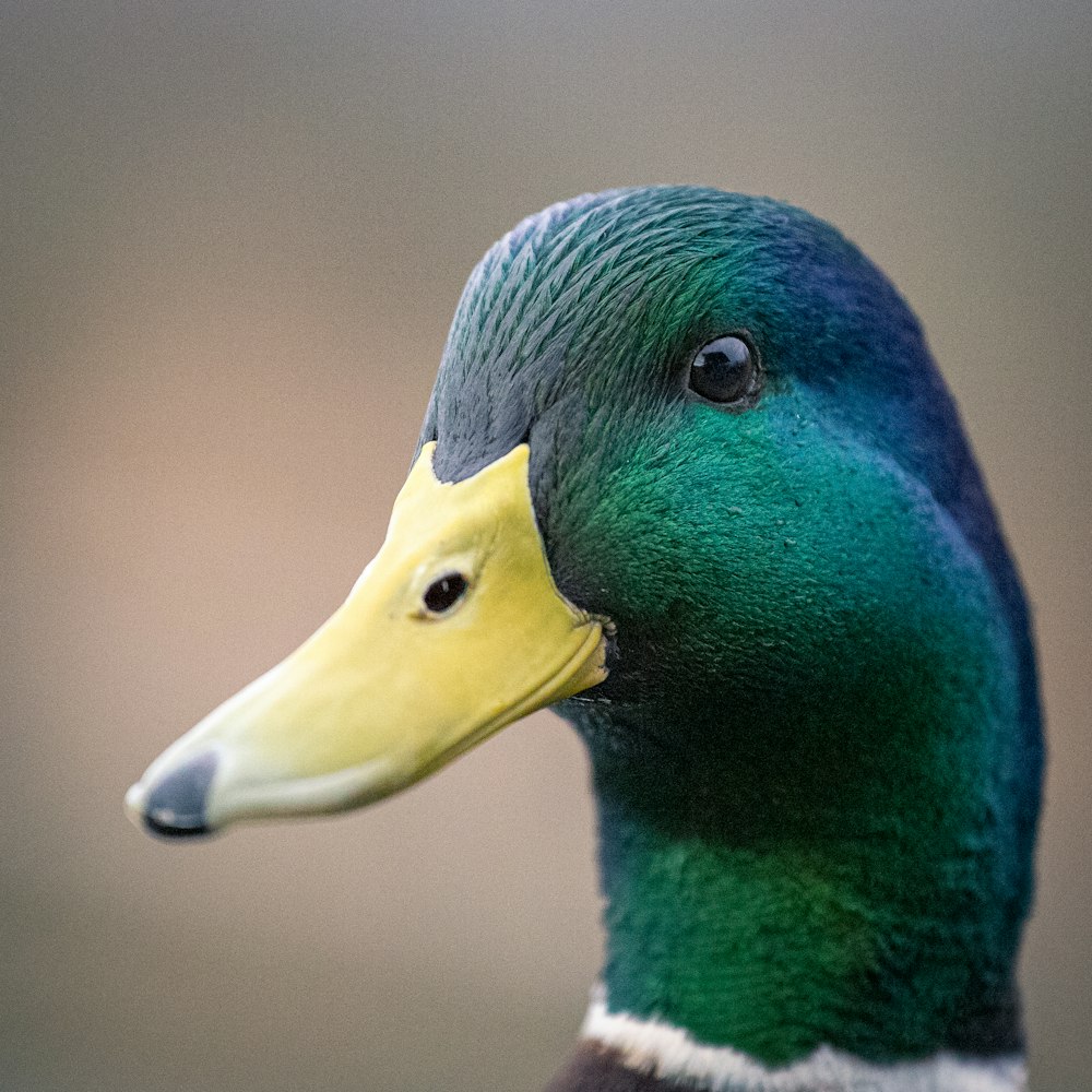 green duck