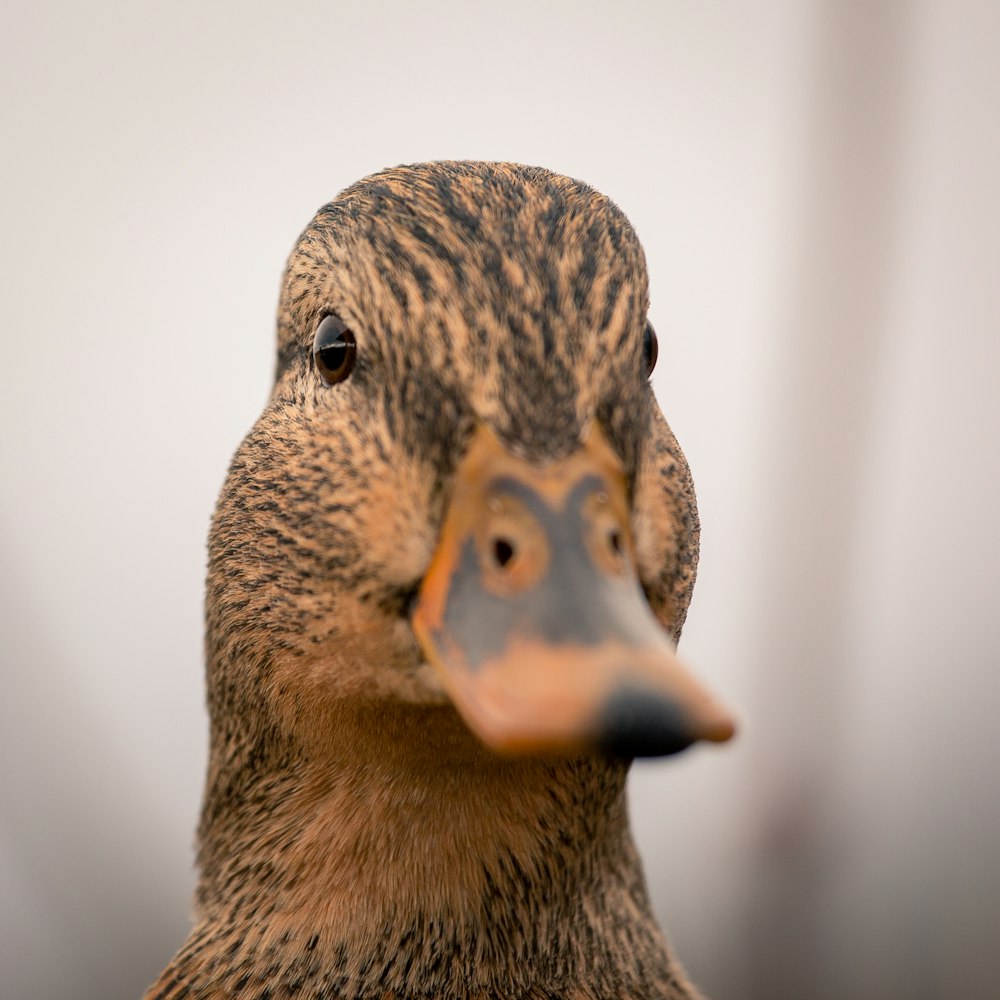 foto de foco raso de pato marrom