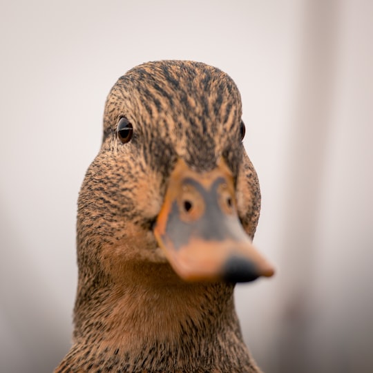 shallow focus photo of brown duck in Ladner Canada