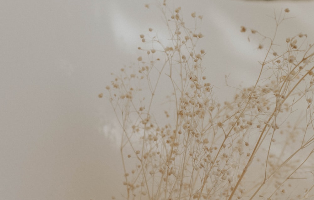 shallow focus photo of brown flowers