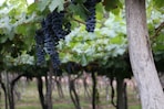 purple grapes
