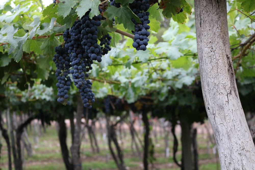 purple grapes